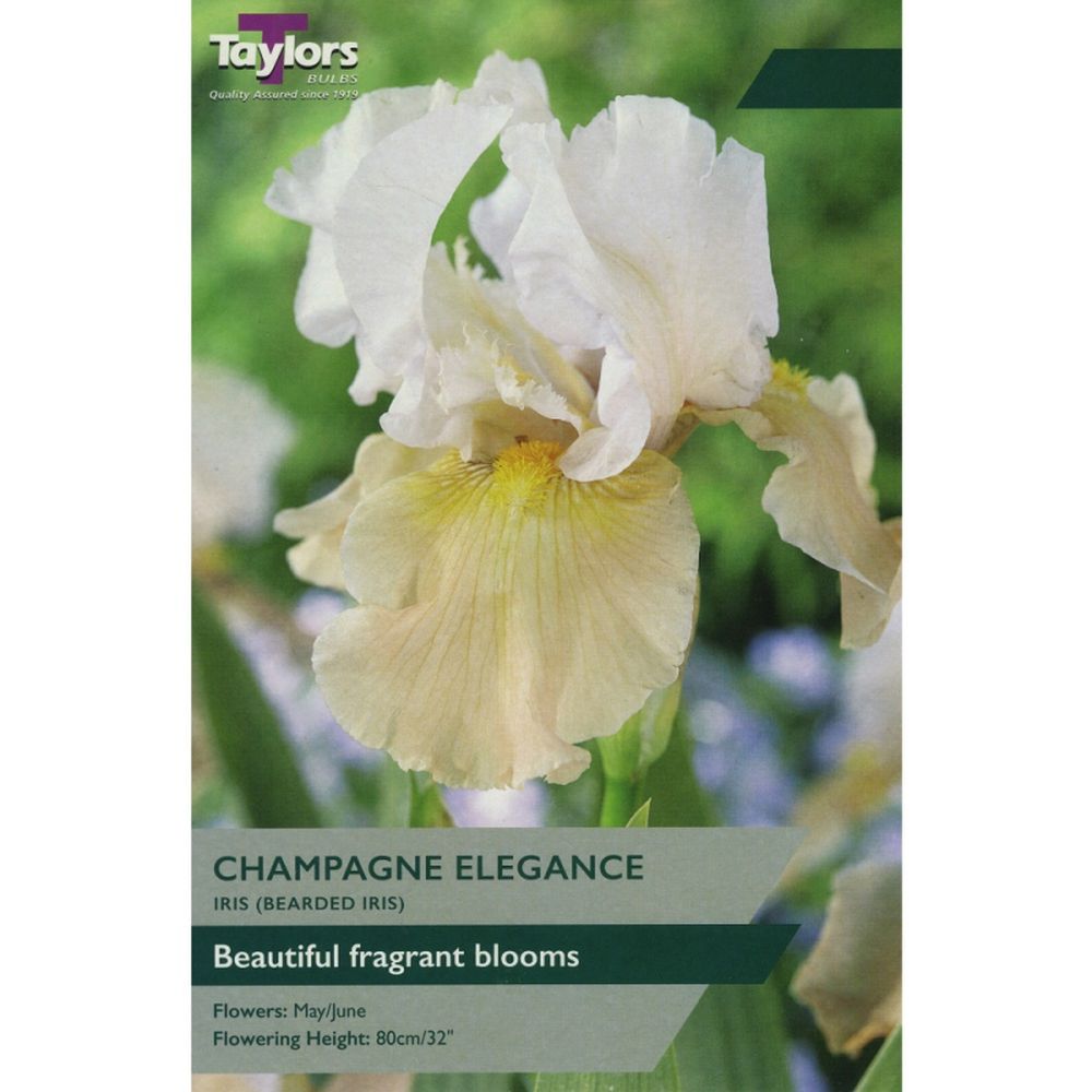 Iris Champagne Elegance